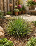 Agave geminiflora