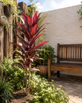 Cordyline vermelha