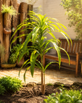 Dracena