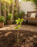 Gardenia jasminoides