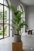 Areca Bambu P.24