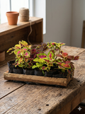 Coleus