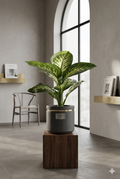 Dieffenbachia P.15