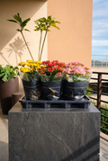 Kalanchoe Dobrado P.15