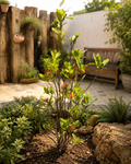 Ixora-coroa-de-rei