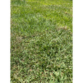Grama esmeralda premium