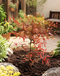 Nandina